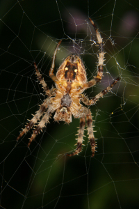 Bild-Nr: 10000225 Gartenkreuzspinne  (Araneus diadematus) Erstellt von: tdietrich