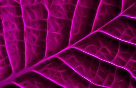 Bild-Nr: 10000651 Blattstruktur Erstellt von: Atteloi