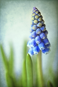 Bild-Nr: 10003193 Muscari Erstellt von: Wachtelstein