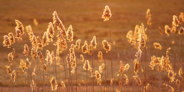 Bild-Nr: 10004615 Goldenes Gras Erstellt von: Anja Schäfer