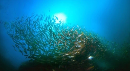 Bild-Nr: 10010413 Fischschwarm Erstellt von: Sukanya