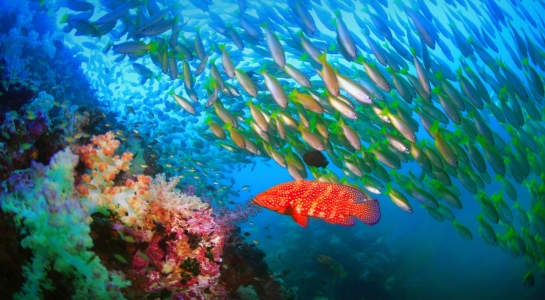 Bild-Nr: 10010433 Fischschwarm Erstellt von: Sukanya