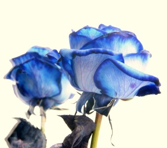 Bild-Nr: 10011017 Blue Rose In The Mirror Two Erstellt von: Nepomuk