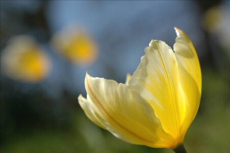 Bild-Nr: 10011453 Tulpe Erstellt von: Stupsi