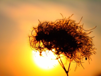 Bild-Nr: 10012215 Clematis im Sonnenuntergang Erstellt von: falconer59