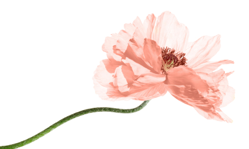 Bild-Nr: 10013477 PASTEL - POPPY Erstellt von: blackpool