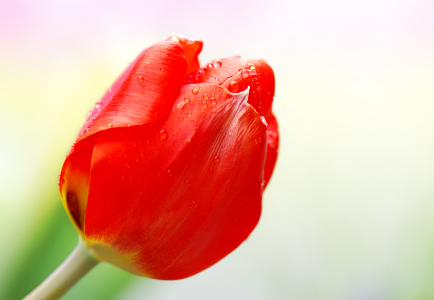 Bild-Nr: 10014561 Tulpe Erstellt von: Atteloi