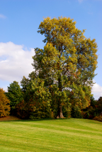 Bild-Nr: 10015953 Herbstlich Erstellt von: Atteloi