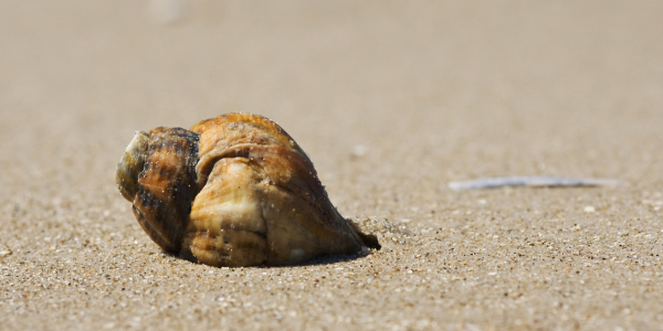 Bild-Nr: 10016617 Strandhaus Erstellt von: Armin Redöhl