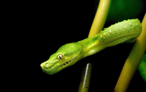 Bild-Nr: 10017625 green snake Erstellt von: ASW