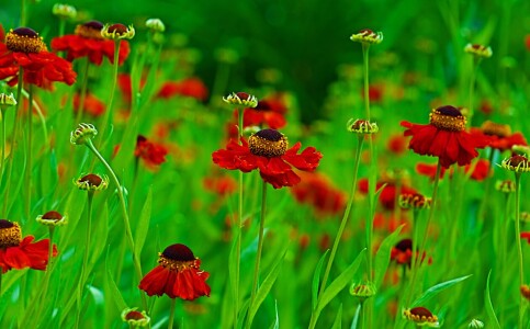 Bild-Nr: 10017719 Blumenwiese Erstellt von: Atteloi