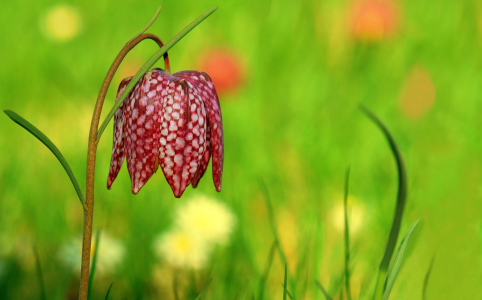 Bild-Nr: 10018065 Schachbrettblume  Erstellt von: Atteloi