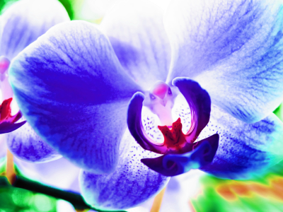 Bild-Nr: 10019217 ORCHIDEE  Erstellt von: Galerie-Fotoeffekt