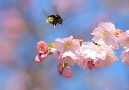 Bild-Nr: 10020127 Bee happy Erstellt von: youhaveadream