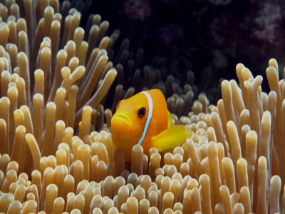 Bild-Nr: 10020649 Anemonenfisch Erstellt von: Malediven-Bilder-de