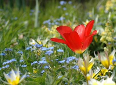 Bild-Nr: 10023245 Tulpe Erstellt von: Stupsi