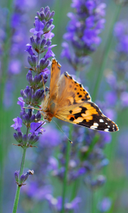 Bild-Nr: 10023283 Butterfly Erstellt von: Atteloi