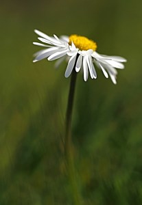 Bild-Nr: 10023369 Kleine Lady Erstellt von: Renate Knapp