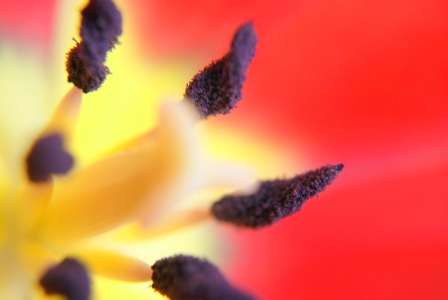 Bild-Nr: 10023527 Tulip fascination Erstellt von: youhaveadream