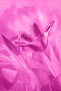 Bild-Nr: 10023905 Tulpen Erstellt von: Atteloi