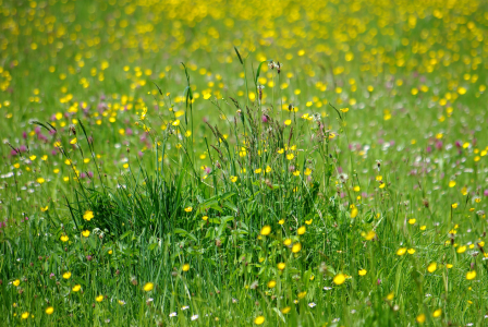 Bild-Nr: 10024249 Sommerwiese Erstellt von: gabii40