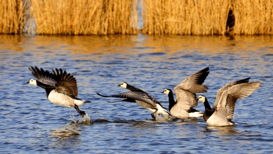 Bild-Nr: 10025423 Startserie der Gänse Erstellt von: Ostfriese