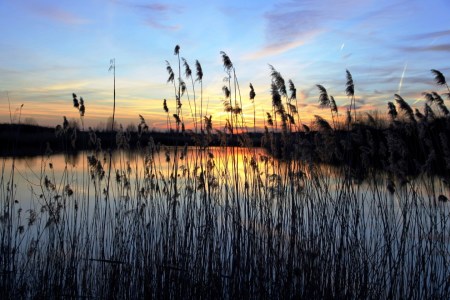 Bild-Nr: 10025895 Waldsee Langen / Hessen Erstellt von: Renate Knapp