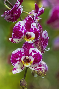 Bild-Nr: 10027109 Orchidee Erstellt von: Daniela Beyer