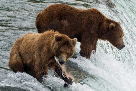 Bild-Nr: 10027873 Braunbären beim Fischen am Wasserfall Erstellt von: MaxSteinwald