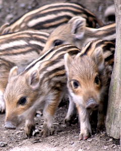 Bild-Nr: 10028597 Kleine Schweinerei Erstellt von: youhaveadream