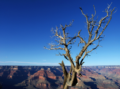 Bild-Nr: 10031323 Grand Canyon mit Baumgerippe Erstellt von: Buellom