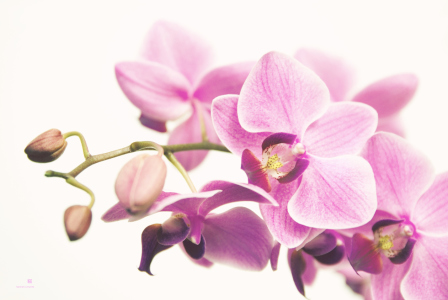 Bild-Nr: 10034803 Orchidee  Erstellt von: hannes cmarits