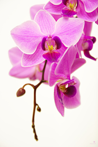 Bild-Nr: 10035191 Orchidee Erstellt von: hannes cmarits