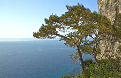 Bild-Nr: 10035323 Baum am Meer Capri Italien Erstellt von: Rene Müller