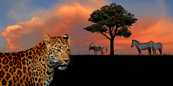 Bild-Nr: 10035871 Zeit des Jägers 2 mit Leopard Erstellt von: Mausopardia