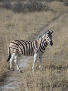 Bild-Nr: 10042715 Zebrasteifen Erstellt von: kalkgrund