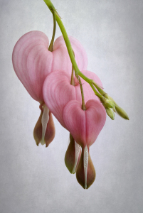 Bild-Nr: 10042919 lonely hearts Erstellt von: magentablue
