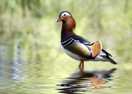 Bild-Nr: 10043373 Mandarinenente Erstellt von: Renate Knapp