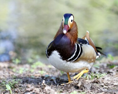 Bild-Nr: 10044439 Mandarin Ente Erstellt von: Renate Knapp