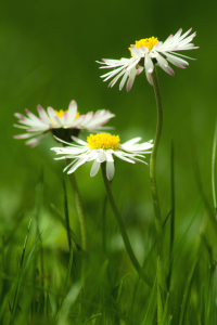 Bild-Nr: 10046235 Tanz in den Frühling Erstellt von: Anja Schäfer