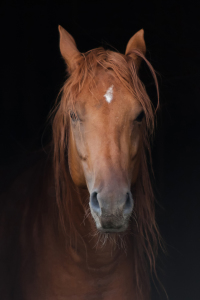 Bild-Nr: 10047317 Quarter Horse Hengst Erstellt von: KoLa