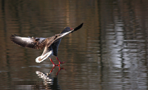 Bild-Nr: 10049737 soft landing  Erstellt von: Stephanie Stephanie Dannecker