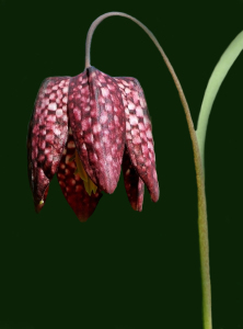 Bild-Nr: 10049859 Schachbrettblume Erstellt von: RoLeX