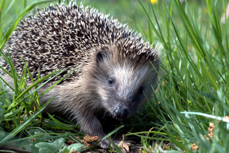 Bild-Nr: 10050725 und wo ist der Hase? Erstellt von: wompus