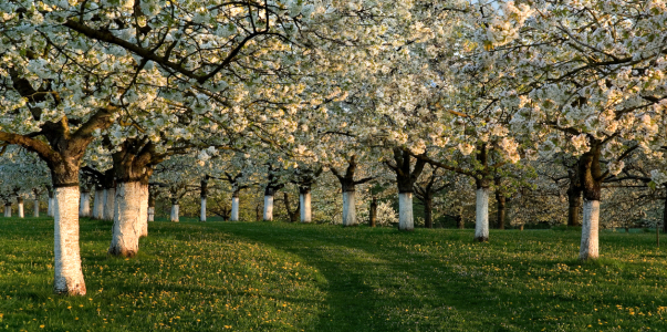 Bild-Nr: 10050729 Kirschblüten Erstellt von: PeterTost