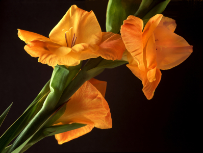 Bild-Nr: 10051175 Gladiole Erstellt von: PeterTost