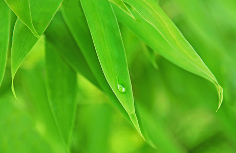 Bild-Nr: 10051835 green harmony Erstellt von: lucyliu