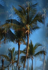Bild-Nr: 10053285 i like palm trees Erstellt von: Michael Michael Russ