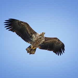 Bild-Nr: 10057809 Seeadler Erstellt von: FotoDeHRO