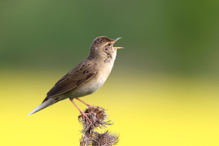 Bild-Nr: 10060959 F E L D S C H W I R L Erstellt von: brawo-foto